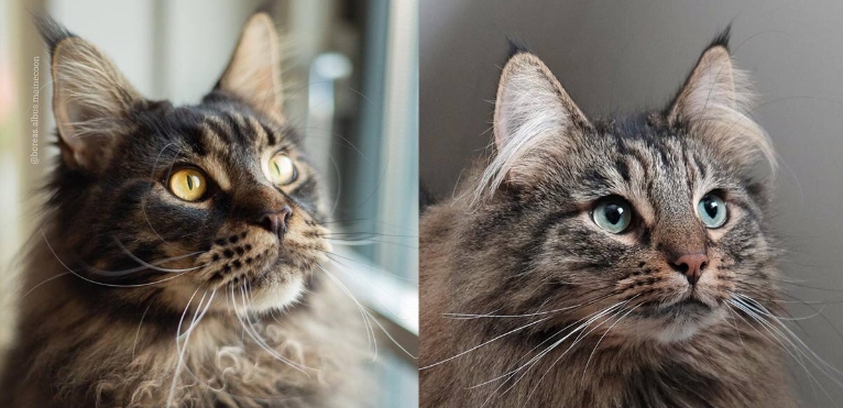 siberian norwegian forest cat