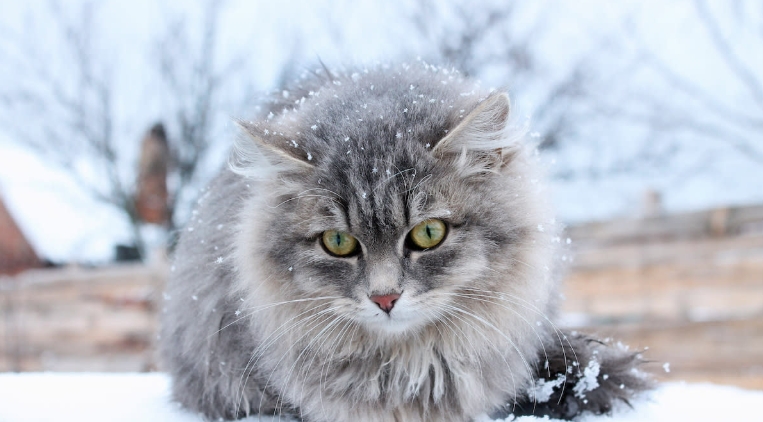 seven streams norwegian forest cats