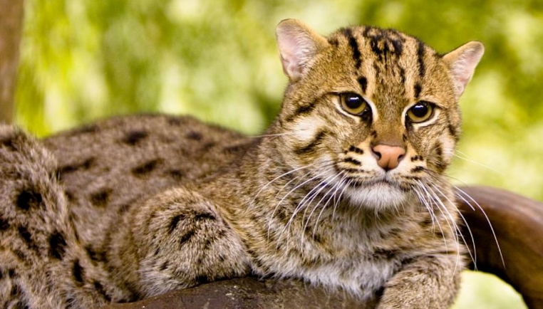 sangha forest cats