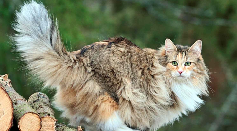norwegian forest kitten adoption