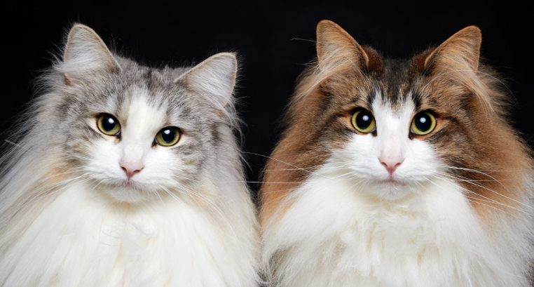personality of norwegian forest cat