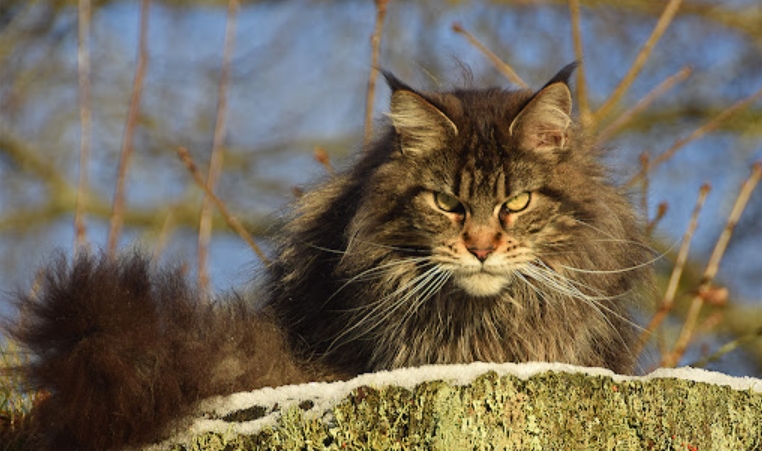 pawpeds norwegian
