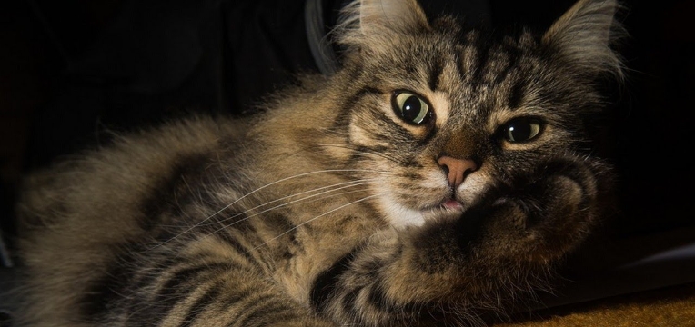 norwegian forest cat small