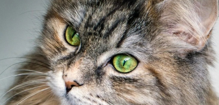 norwegian forest cat rspca
