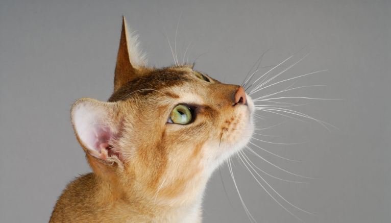 norwegian forest cat petfinder
