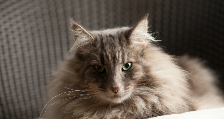 norwegian forest white cat