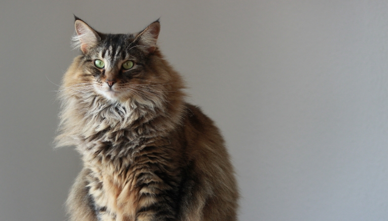 norwegian maine coon