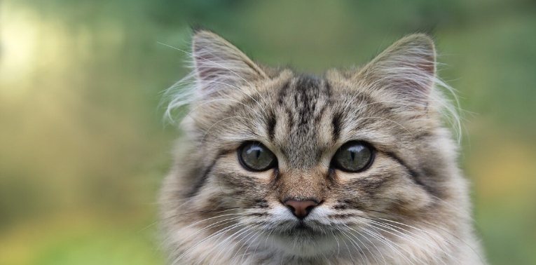 norwegian siberian cat