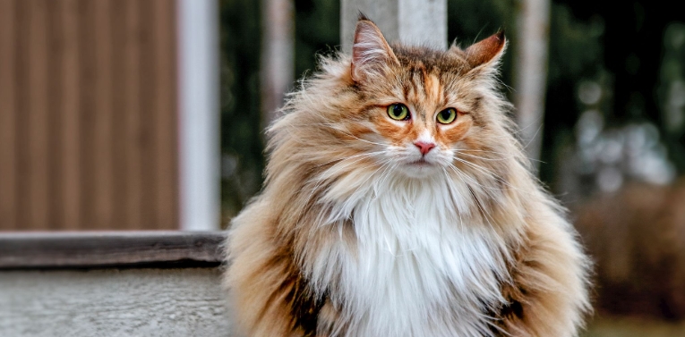 pure norwegian forest cat