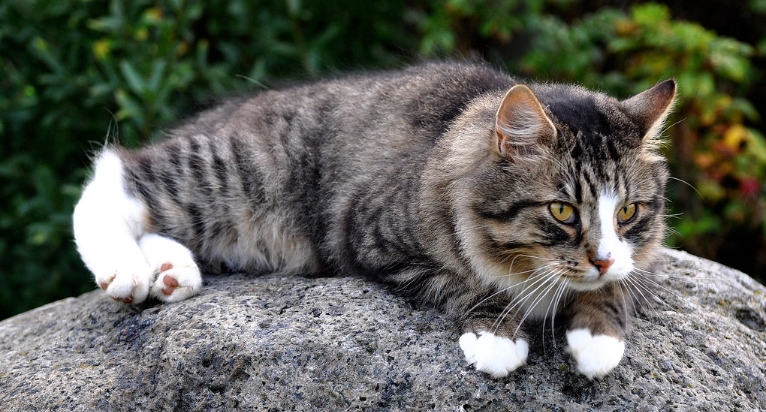 short hair norwegian forest cat
