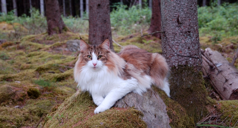 skogkatt