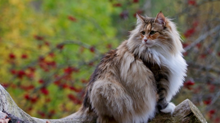 norwegian forest cat pret