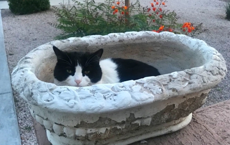 cat ornaments garden