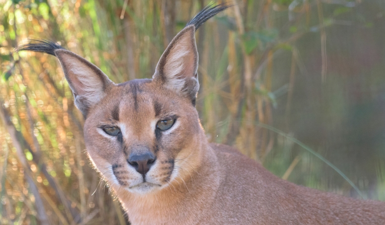 caracal statue