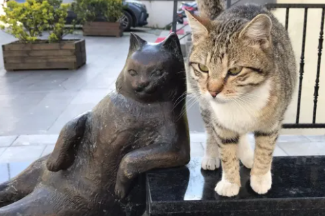 cat statue turkey