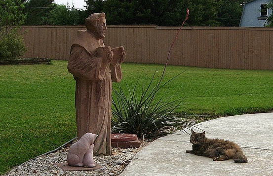 st francis garden statue with cat
