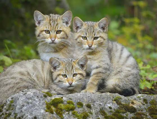 Where Do Domestic Cats Come From