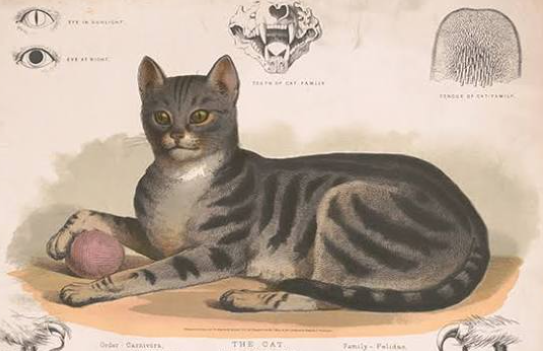 History of Domestic Cats