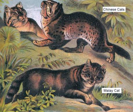 How Did Cats Become Domesticated?