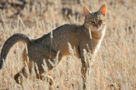 # The Origin of Domestic Cats: From Wildcats to Household Companions The relationship between humans and cats began thousands of years ago, long before cats became familiar household pets. Today, domestic cats live in homes around the world, but their ancestors were independent wild predators that gradually adapted to human settlements. Understanding **The Origin of Domestic Cats** means looking at archaeology, genetics, agriculture, trade, and changing human attitudes toward animals. Unlike many domesticated species, cats were probably not initially bred by humans for a specific physical trait. Instead, they seem to have entered human communities largely on their own. Their transformation from wild hunters into companions was gradual, and much of that story began when early farming communities created an environment that attracted both rodents and the wildcats that hunted them. ## The Wild Ancestors of Domestic Cats Modern domestic cats are closely related to the African and Near Eastern wildcat, commonly classified as *Felis silvestris lybica*. These wildcats lived across parts of North Africa and Southwest Asia. They were well adapted to dry environments and survived by hunting small animals such as rodents, birds, and reptiles. In appearance, they were not dramatically different from some modern tabby cats. They generally had slender bodies, long legs, striped tails, and sandy or grayish coats that helped them blend into dry landscapes. This similarity helps explain why domestic cats still retain many behaviors associated with their wild ancestors. Even a cat resting beside a decorative **cat statue** may suddenly switch into hunting mode when it notices a moving insect, a small bird outside the window, or a toy dragged across the floor. That strong predatory instinct is one of the clearest links between modern house cats and their wild origins. ## How Farming Changed the Relationship Between Cats and Humans The domestication of cats is closely connected with the rise of agriculture. Around 10,000 years ago, communities in the Near East began settling more permanently and storing harvested grain. Stored food created a new ecological opportunity for mice and other rodents. Human settlements provided shelter, food scraps, and large concentrations of grain, making them attractive environments for small mammals. Wildcats soon followed the rodents. For humans, this was beneficial. Cats helped reduce animals that could consume or contaminate stored food. For wildcats, farming settlements offered a concentrated and predictable source of prey. This relationship probably developed naturally rather than through deliberate capture and breeding. Wildcats that tolerated people could remain closer to settlements, while people were more likely to accept cats that helped control pests. Over many generations, this mutual tolerance contributed to domestication. ## Did Cats Domesticate Themselves? Cats are often described as having partly domesticated themselves. This does not mean humans played no role. Rather, the early process appears to have been less controlled than the domestication of livestock such as cattle, sheep, or horses. Humans did not initially need cats to pull carts, provide milk, or follow complex commands. They simply benefited from having efficient rodent hunters nearby. Wildcats that were less aggressive and less fearful of humans had an advantage because they could live closer to food-rich settlements. Over time, these animals reproduced near human communities, gradually creating populations that were more comfortable around people. This process is sometimes called commensal domestication, in which an animal benefits from resources associated with humans before a more direct relationship develops. ## Early Cats in the Neolithic World Archaeological discoveries show that humans and cats were closely associated surprisingly early. One of the most famous examples comes from Cyprus, where archaeologists discovered a cat buried near a human in a Neolithic site dating back thousands of years. The discovery is especially important because wildcats were not naturally native to Cyprus. This means humans must have transported cats to the island, most likely by boat. Moving an animal across the sea suggests that cats were already considered useful or important enough to bring into new settlements. This evidence supports the idea that the human-cat relationship developed during the spread of early agricultural societies around the eastern Mediterranean. ## Ancient Egypt and the Rise of the Cat as a Cultural Symbol Although cat domestication likely began before the height of ancient Egyptian civilization, Egypt played an important role in the later history of domestic cats. Agriculture along the Nile produced large quantities of grain, creating ideal conditions for rodents. Cats were valuable because they hunted mice around homes, granaries, and farms. Over time, their importance became cultural as well as practical. Cats appeared in paintings, sculptures, household scenes, and religious imagery. They became associated with protection, fertility, and domestic life. One of the best-known Egyptian deities connected with cats was Bastet. Her representation changed over time, but she eventually became strongly associated with feline imagery. Cats were also mummified in large numbers, particularly in later periods, showing that they had become deeply integrated into religious practices. Egypt helped transform the cat from a useful pest controller into a culturally significant animal. ## How Domestic Cats Spread Around the Mediterranean Trade played a major role in expanding the range of domestic cats. As merchants and sailors traveled between ports, cats moved with them. Ships were especially vulnerable to rats and mice because they carried grain, dried food, cloth, and other cargo that rodents could damage. Cats offered a practical form of pest control. As ships traveled throughout the Mediterranean, cats could be introduced to new coastal settlements. They gradually became more common in regions influenced by Greek and Roman trade. The expansion of the Roman world further increased the movement of cats across Europe, helping establish domestic populations in areas far from their original Near Eastern range. ## Cats in Medieval Europe During the medieval period, cats continued to be useful working animals. They controlled rodents in farms, homes, monasteries, workshops, warehouses, and ships. However, cultural attitudes toward cats varied. In some regions and periods, cats became associated with superstition, witchcraft, or bad luck. Black cats in particular later developed strong symbolic associations in European folklore. These beliefs did not eliminate the practical importance of cats. Wherever grain, food, or stored goods attracted rodents, people still had a reason to keep cats nearby. As towns grew and trade expanded, cats continued to occupy an important place in human settlements. ## Cats Traveled Around the World European maritime expansion helped domestic cats reach even more distant regions. Cats sailed aboard merchant vessels, naval ships, exploration ships, and fishing boats. They helped control rodents during long voyages and eventually reached ports in the Americas, Oceania, and many islands. In some places, cats remained closely associated with human settlements. In others, they formed feral populations. This global spread explains why domestic cats are now found across an enormous range of climates and cultures. Their distribution closely follows patterns of human migration, trade, and colonization. ## When Did Modern Cat Breeds Develop? For most of their history, cats were not selectively bred as intensively as dogs. Their main value came from hunting rodents, so humans had relatively little reason to dramatically alter their body shape or behavior. Formal cat breeding became more important much later, particularly during the nineteenth century. Cat shows became popular, and breeders increasingly selected animals for coat color, hair length, body shape, facial structure, and temperament. Breeds such as the Persian, Siamese, and British Shorthair became widely recognized. This means that modern breed diversity represents only a small and relatively recent part of **The Origin of Domestic Cats**. ## Why Domestic Cats Still Behave Like Wildcats Modern cats may live indoors, sleep on furniture, and eat prepared food, but many of their instincts remain remarkably similar to those of wildcats. They stalk moving objects, defend territories, scratch surfaces, hide in enclosed spaces, and remain highly sensitive to sound and movement. Their hunting sequence is also deeply preserved. A domestic cat may watch, crouch, stalk, chase, and pounce even when it has no need to hunt for food. This relatively strong connection to wild behavior reflects the unusual domestication history of cats. Humans selected cats less heavily for specialized working roles than many other domestic animals, allowing much of their original behavior to remain intact. ## From Rodent Hunters to Household Companions The story of **The Origin of Domestic Cats** begins with wildcats attracted to the rodents living around early farming settlements. From those first encounters, a mutually beneficial relationship developed. Cats gained access to reliable prey, while humans gained natural pest control. Over thousands of years, cats spread with farmers, traders, sailors, and expanding civilizations. Ancient Egypt gave them cultural and religious significance, Mediterranean trade carried them into new regions, and later maritime travel helped them spread around the world. Eventually, cats moved from granaries, farms, and ships into modern homes. Despite this long history alongside humans, they still retain many characteristics of their wild ancestors. Their independence, hunting instincts, territorial behavior, and physical form all reflect a domestication process that was gradual rather than heavily controlled. That combination of wild instinct and domestic adaptability is one of the main reasons cats remain such distinctive companions today.